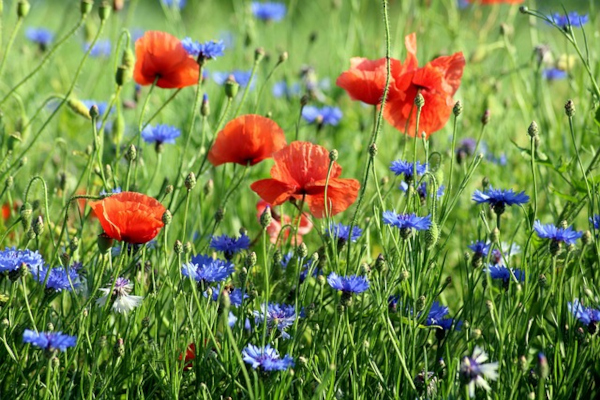 klaprozen en korenbloemen