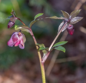 helleborus