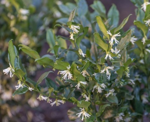 sarcococca