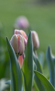 tulp