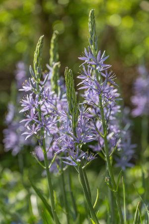 Camassia of prairielelie