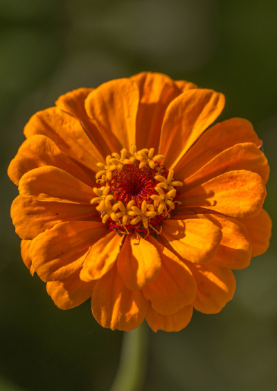 zinnia