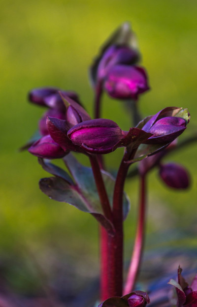 vredestuin helleborus