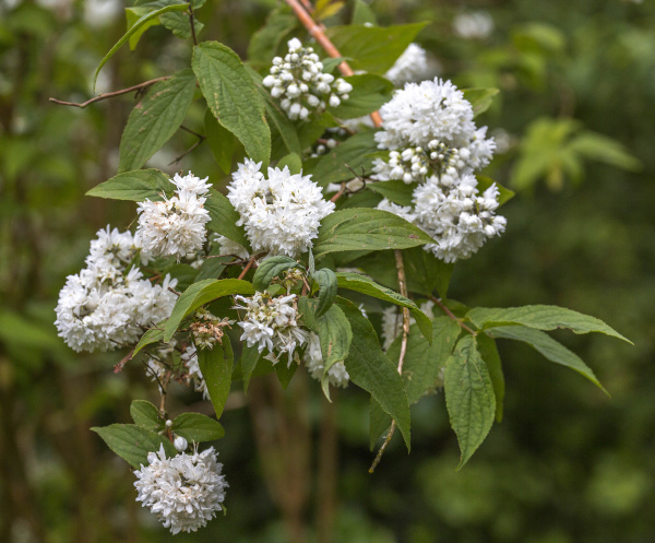 Vredestuin 2014 05 03