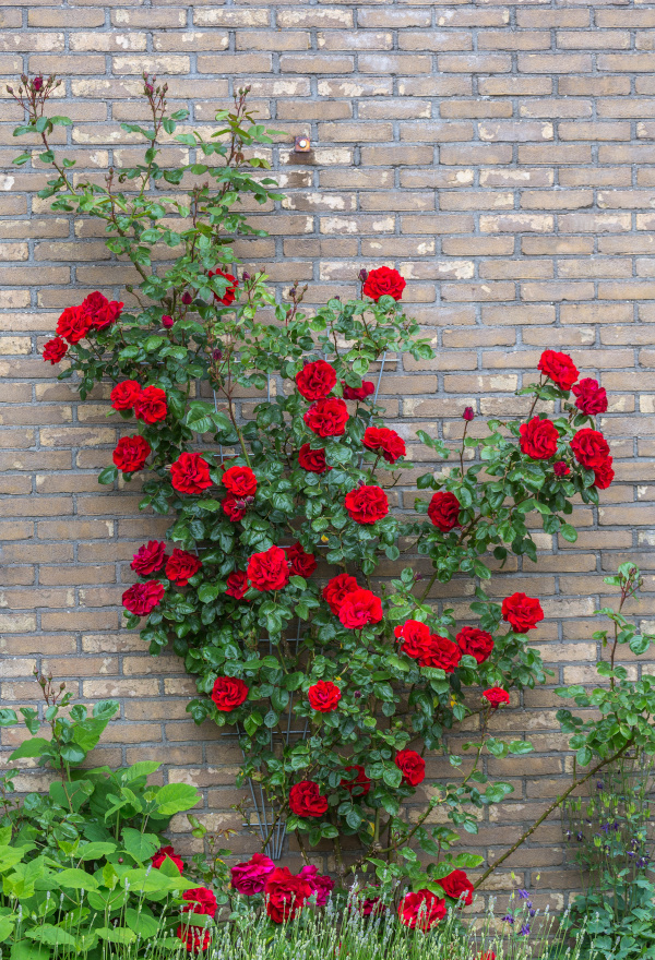 Vredestuin 2014 05 08