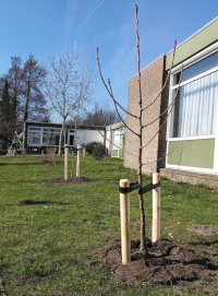 nieuwe bomen