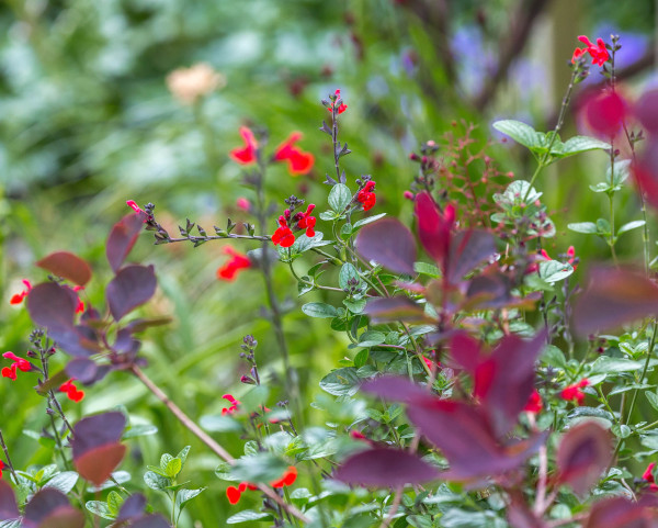 salvia